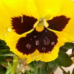 Meet your Posher, Melody